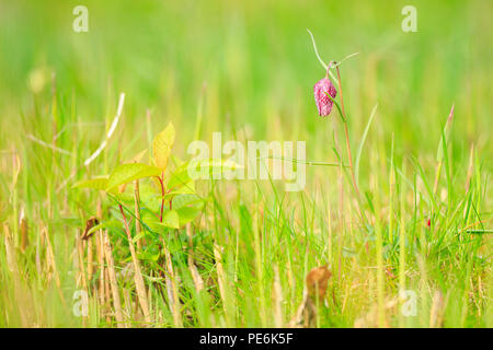 Une tête du serpent violet Floraison fleurs fritillary (Fritillaria meleagris) en une prairie au printemps saison. Banque D'Images