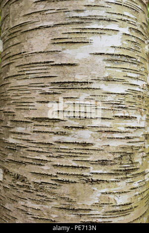 Close-up de bouleau l'écorce des arbres, avec des lignes horizontales du nom de lenticelles. L'habitat de masse Audubon Wildlife Sanctuary, Belmont, MA, USA Banque D'Images