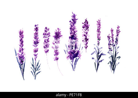 Peintures Aquarelle Aquarelle ou de lavande. Ensemble d'Aquarelle isolés ou Lavandula Plateau dessiné à la main fleur d'herbes. Fleur d'été ou le feuillage des plantes de jardin en Aquarelle. Parfum de Provence. Banque D'Images