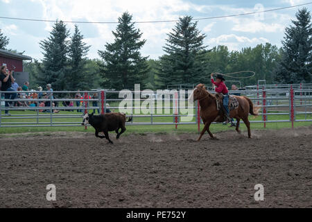 Breakaway Calf roping au Nite Rodeo, Nanton Nanton (Alberta), Canada Banque D'Images