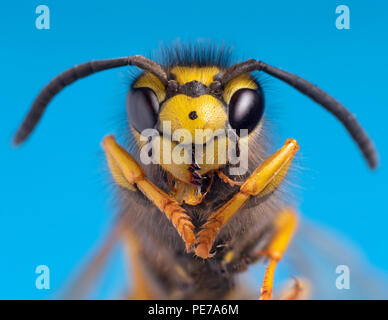 Guêpe commune Vespula vulgaris portrait de tête macro, avec fond bleu Banque D'Images