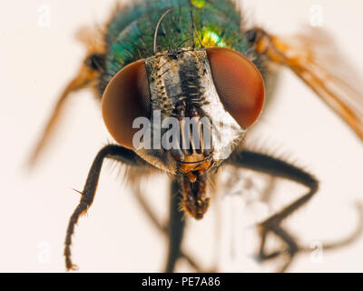 Bouteille verte voler Dasyphora macro cyanella close up Banque D'Images