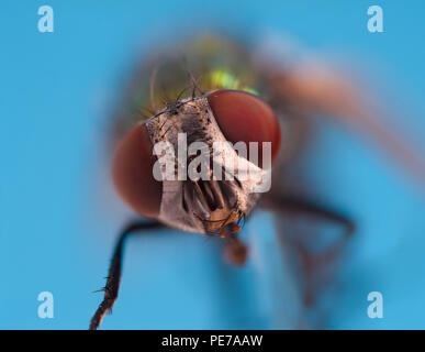 Bouteille verte voler Dasyphora macro cyanella close up Banque D'Images