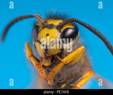 Guêpe commune Vespula Vulgaris tête portrait macro Banque D'Images