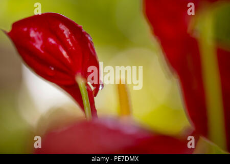 Fleur d'Anthurium rouge Banque D'Images