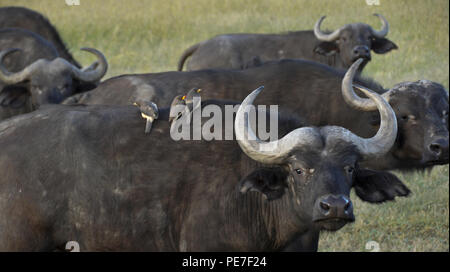 Buffle avec yellow-billed oxpeckers Ol Pejeta, retour sur Conservancy, Kenya Banque D'Images