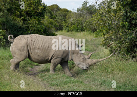 Le rhinocéros blanc avec Queue enroulée et très long horn marcher dans la brousse, Ol Pejeta Conservancy, Kenya Banque D'Images