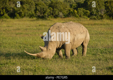 Le rhinocéros blanc le pâturage dans la lumière de fin d'après-midi, Ol Pejeta Conservancy, Kenya Banque D'Images