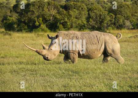 White Rhino dans la lumière de fin d'après-midi, Ol Pejeta Conservancy, Kenya Banque D'Images