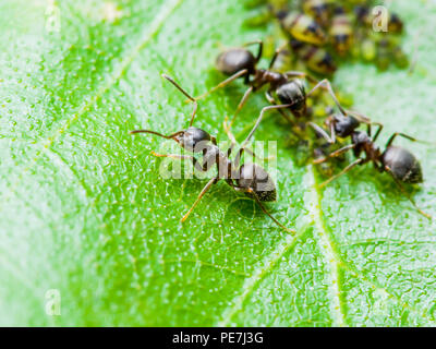 Colonie de pucerons et fourmis sur feuille verte Banque D'Images