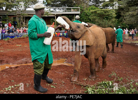 La charge de donner du lait bébés éléphants orphelins, Sheldrick Wildlife Trust, Nairobi, Kenya Banque D'Images