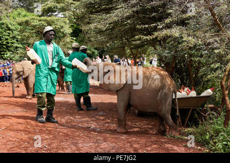 Gardien de donner du lait bébé éléphant orphelin, Sheldrick Wildlife Trust, Nairobi, Kenya Banque D'Images