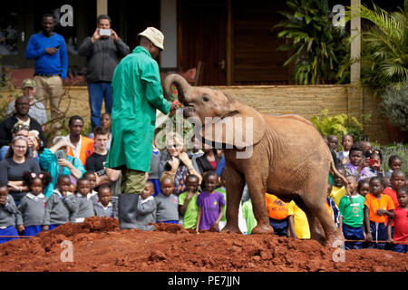 Gardien de donner du lait bébé éléphant orphelin, Sheldrick Wildlife Trust, Nairobi, Kenya Banque D'Images