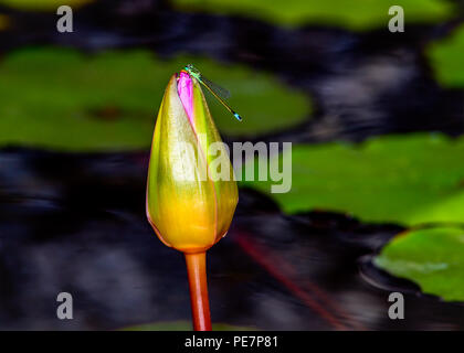 Libellule posée sur un lotus rose bud. Les feuilles de nénuphar en arrière-plan. Banque D'Images