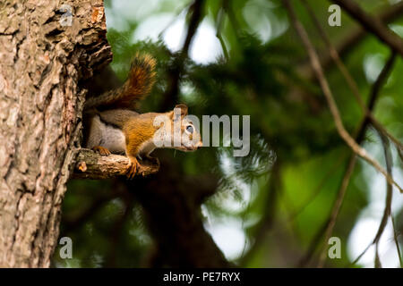 Écureuil roux (Tamiasciurus hudsonicus) dans un arbre. Banque D'Images