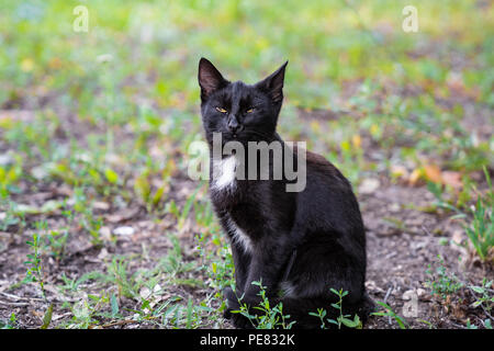 Chaton rue sitting in grass Banque D'Images
