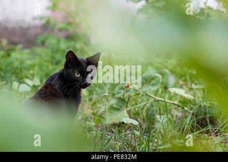Chaton rue sitting in grass Banque D'Images