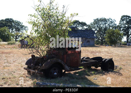 Arbre qui pousse dans un vieux camion Banque D'Images