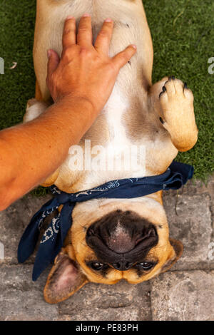 Chien Pub roule pour frotter le ventre, Matlock, Derbyshire. Banque D'Images