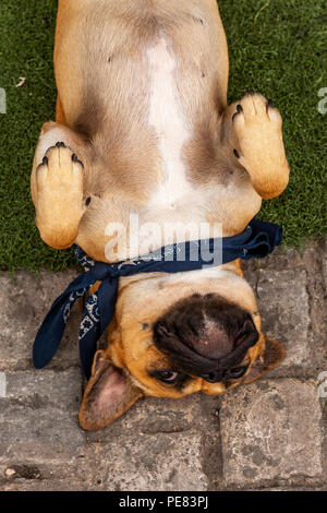 Chien Pub roule pour frotter le ventre, Matlock, Derbyshire. Banque D'Images