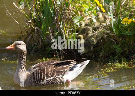 Oie cendrée (Anser anser) parents et oisons dans jardin réussi pour la faune dans la région de RSPB AC . Banque D'Images