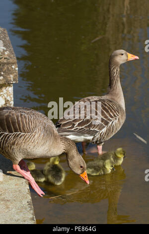 Oie cendrée (Anser anser) parents et oisons dans jardin réussi pour la faune dans la région de RSPB AC . Banque D'Images