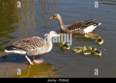 Oie cendrée (Anser anser) parents et oisons dans jardin réussi pour la faune dans la région de RSPB AC . Banque D'Images