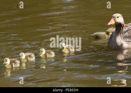 Oie cendrée (Anser anser) parents et oisons dans jardin réussi pour la faune dans la région de RSPB AC . Banque D'Images