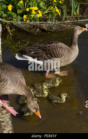 Oie cendrée (Anser anser) parents et oisons dans jardin réussi pour la faune dans la région de RSPB AC . Banque D'Images