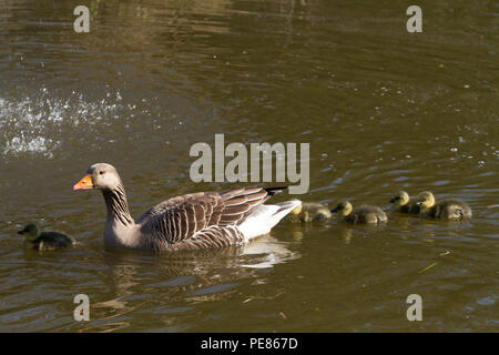 Oie cendrée (Anser anser) parents et oisons dans jardin réussi pour la faune dans la région de RSPB AC . Banque D'Images