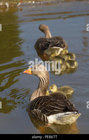 Oie cendrée (Anser anser) parents et oisons dans jardin réussi pour la faune dans la région de RSPB AC . Banque D'Images