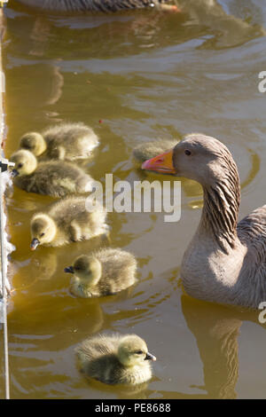 Oie cendrée (Anser anser) parents et oisons dans jardin réussi pour la faune dans la région de RSPB AC . Banque D'Images