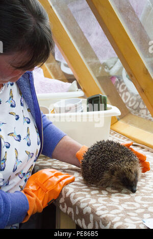 ( Hérisson Erinaceus europaeus ) , qui sont pris en charge par woman running Hedgehog ,hôpital la remise en état délabré et hérissons affamés-Tracy Pierce. Banque D'Images