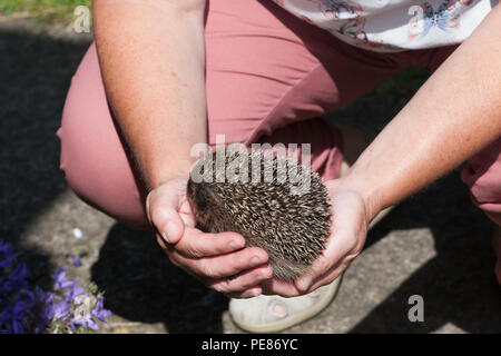 ( Hérisson Erinaceus europaeus ) ,-jeune endormi dans mains de carer dans jardin, Banque D'Images