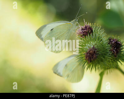 Belle image de papillon Pieris rapae aka petit choux blanc. Focus différentiel et rétro-éclairé pour un arrière-plan attrayant avec copyspace. Banque D'Images