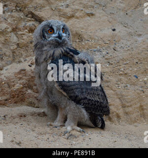 Grand / Owl Bubo bubo Europaeischer Uhu ( ), jeune poussin, phalène dans bac à sable, de mue, de la faune, de l'Europe. Banque D'Images