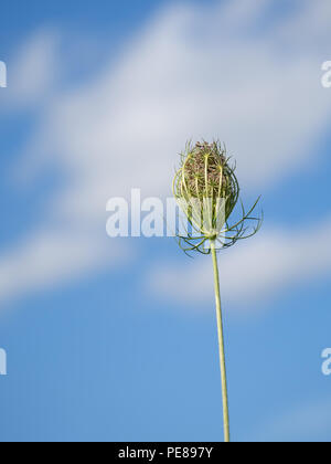 Carotte sauvage, Daucas carota seedhead, alias Queen Anne's lace, dentelle de l'évêque. Banque D'Images