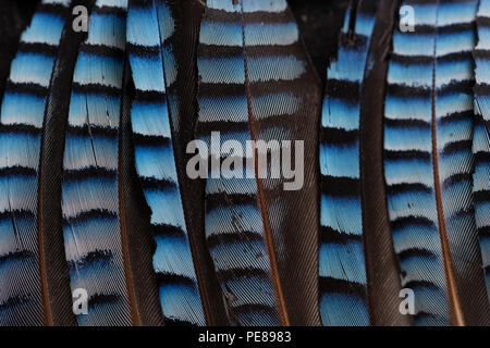 Turquoise bleu vif et noir bandes rayées de Jay bird, rémiges primaires, Garrulus glandarius, famille des corvidés Banque D'Images