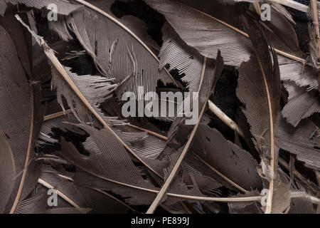 Jay plumes stockées en chambre ont été recherchées comme source de protéine, la kératine des teignes sangle par la tuberculose, les larves qui en résulte détruit feather Banque D'Images