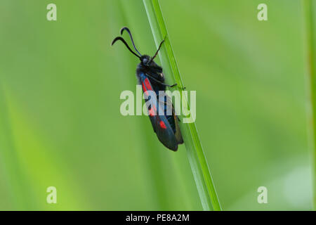 Espèce de six-spot burnet, Zygaena filipendulae, assis sur une tige d'herbe devant un arrière-plan flou. Lugi, des Carpates, l'Ukraine, juin, 2018 Banque D'Images