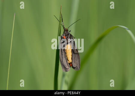 Papillon noir mort accroché à une tige de la plante en face de l'arrière-plan flou, les acariens sur sa poitrine. Lugi, des Carpates, l'Ukraine. Juin, 2018 Banque D'Images