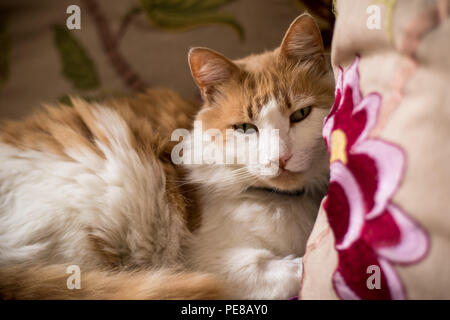 Un chat de gingembre allongé sur un coussin. Banque D'Images