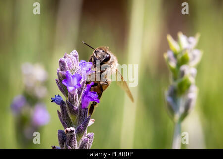 Une abeille africaine perché sur un bâton de lavande. Banque D'Images
