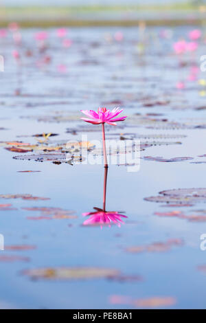 Des fleurs de lotus sur le lac Thale Noi à Phatthalung province, Thailand Banque D'Images