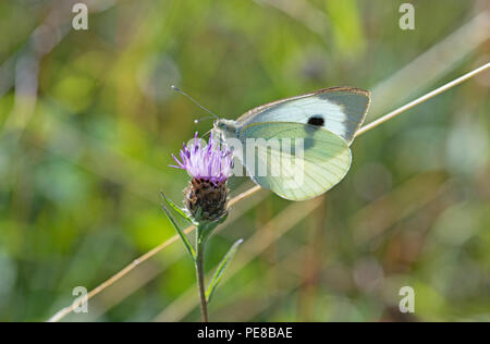 Face inférieure d'un grand papillon blanc (Pieris brassicae). L'espèce est parfois connu comme le chou blanc. Banque D'Images