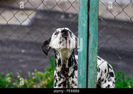 Derrière la clôture de chien dans la cage ressemble à volonté, la protection des animaux. Banque D'Images