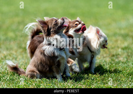 Chihuahua Poil Long trois chien dans l'herbe d'été vert Banque D'Images