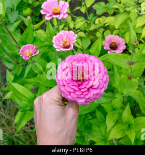 Un lit de fleur avec des fleurs roses par les majors ou Zinnia est élégant dans le jardin un jour d'été. Main d'un homme prend une fleur. La floriculture. Vue d'en haut Banque D'Images