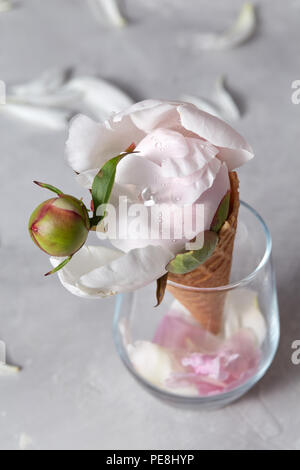 Un verre transparent avec des pétales de fleurs dans un verre cornet gaufré avec un pion en fleurs couvertes de gouttes d'eau, présentés sur un fond gris est de Banque D'Images