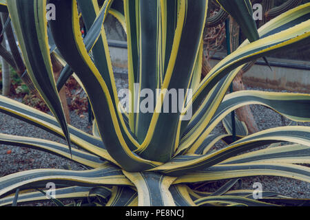 Ville Riga, Lettonie. Jardin botanique d'arbres et de fleurs. La nature et la photo de voyage 2018. Banque D'Images